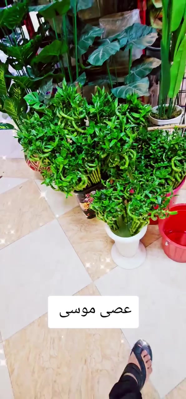 اسعار تنافسيه


**إذا كنت صاحب هذا الإعلان وتريد حذفه لأي سبب، رجاءا أرسل رسالة إلى الدعم الفني**