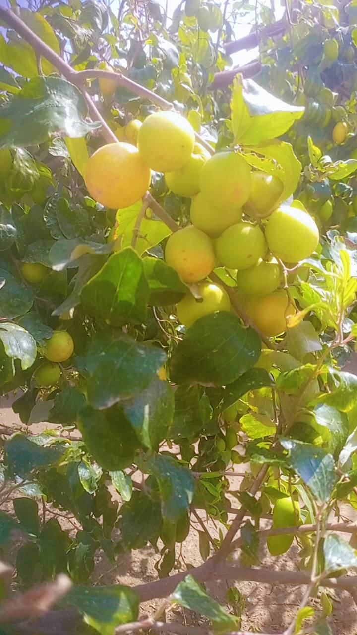 متوفر كادر لتطعيم السدر بانواعه وبأسعار تنافسية مع توفير اقلام سدر زيتوني وعرموطي واحمر باكستاني وتفاحي للاستفسار الاتصال على الارقام التاليه*********** /*********** اومراسله الصفحه
