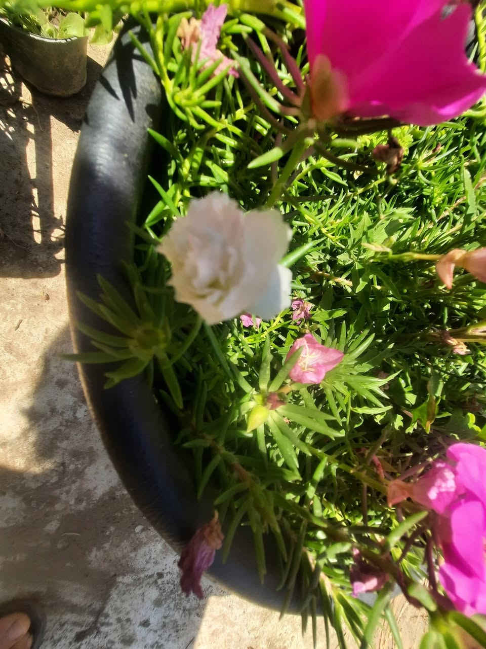 ورد الصباح العراقي وورد البربين


**إذا كنت صاحب هذا الإعلان وتريد حذفه لأي سبب، رجاءا أرسل رسالة إلى الدعم الفني**