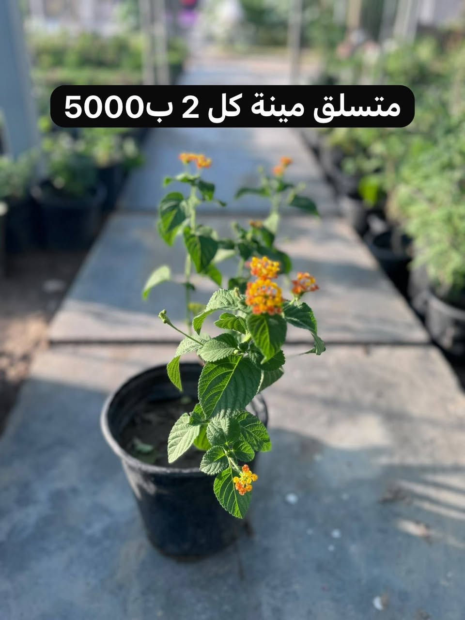 اللهم صلِ على محمد وال محمد
نباتات خارجية

افضل طريقة العناية 
سماد كل 15 يوم نوعية 
داب 
NPK
حديد 
هيومك 
وسقي منتظم كل ما تنشف التربة 
وطريقة التحويل الصحية
والمكان المناسب 

اما اسعار الجملة اتكون اقل للكميات 

اي حاجة من الطلب ما تعجبكم رجعوها مع المندوب 

التوصيل داخل الحسينية 1000
التوصيل  بغداد5000

توصيل المحافظات فقط مستلزمات زراعية والبذور والبلاستك والجملة 

يتوفر لدينا دفع الكتروني 💳 ماستر كارد رافدين وزين كاش 

✅ عنوان بغداد .الحسينية .نهاية شارع السكلات🫣

🌲زورونا تجدون الافظل

الموقع على الخريطة👇🌐

https://maps.app.goo.gl/3Ekn4CXD6gz8GBEq8

اوقات عمل المشتل 🕖من ساعة 7 صباحاً وحتى الساعة6🕙 مساءً 

🚚يوجد توصيل 

للحجز والاستفسار

***********. 📞لأي استفسار الرجاء مراسلتنا على بريد الصفحة 📩 او الواتساب 📲 أو الإتصال على الرقم

باقي الصور في التلكرام https://t.me/evjifdyiojv
