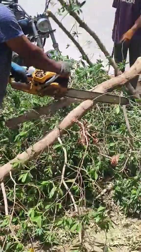 كادر تقطيع انواع الأشجار كص وتنضيف الحديقه وقلع الجذر الاتصال ***********واتساب
