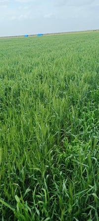 مزارع الحنطة • متابعة ميدانية • قضاء النعمانية