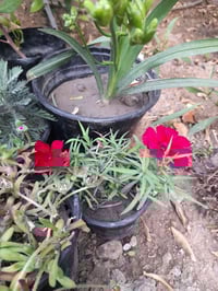 قرنفل صيني • نبات مشمسي • عامرية الفلوجة