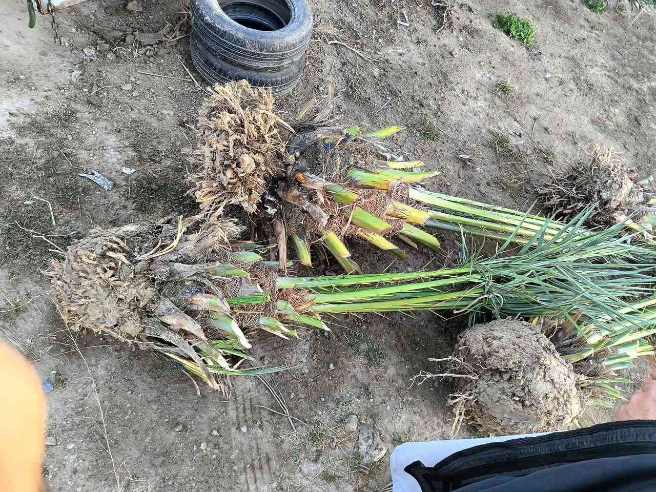 يتوفر نخل برحي مجهول بريم لابيع علمكاتبه***********
