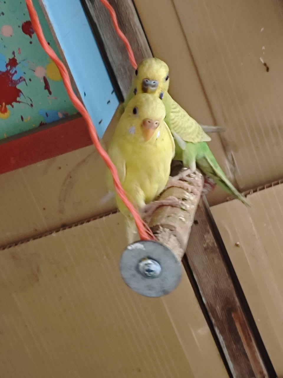 اسلام عليكم/زوج طيور حب / ع وجه مبياض متوازيات كلش😅سعر هنه ولخانه18وبيهن مجال / واذا وحدهن ب 12 وبيهن مجال 
  ((لخانه قياسه 50 س مربع )) قريب عل تقاطع حي زهور


**إذا كنت صاحب هذا الإعلان وتريد حذفه لأي سبب، رجاءا أرسل رسالة إلى الدعم الفني**