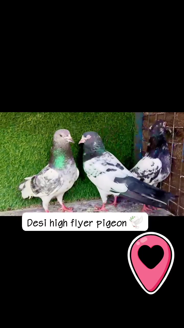Desi high flyer pigeon desi kabutar top quality ke 🕊️


**إذا كنت صاحب هذا الإعلان وتريد حذفه لأي سبب، رجاءا أرسل رسالة إلى الدعم الفني**