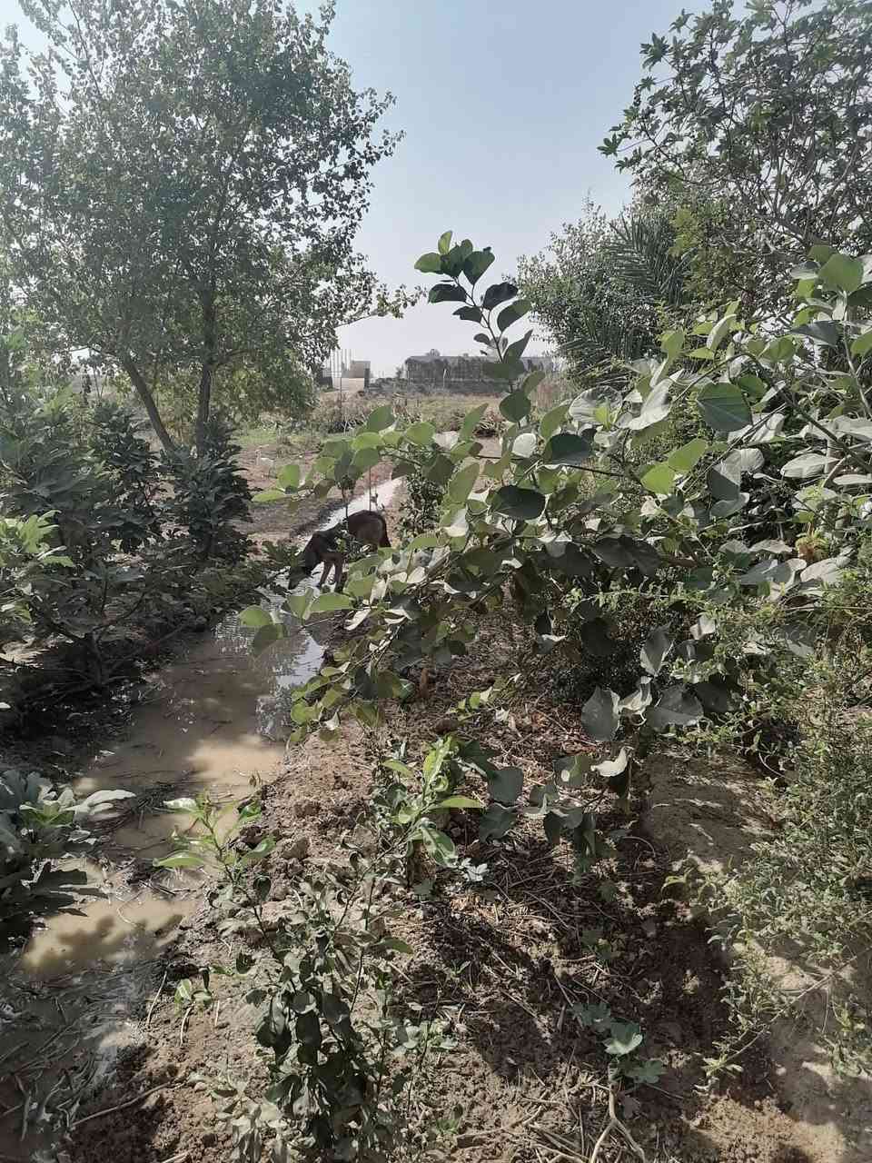 اللهم صل على محمد وال محمد من رخصة مسوؤلي الكروب
بيت مع مزرعة للبيع – بغداد حي البتول 
 مساحة الأرض 2500 مزروعة بأشجار حمضيات وفواكه تين بربن رمان نبك تفاحي 
فسايل نخيل برحي اصطه عمران تبرزل 
مساحة البناء 150م²:
البيت : 2 غرف نوم، استقبال، هول، مطبخ، مجمع صحيات، وواجهة 20 م. نزال 130 م 
نهاية الشارع مدرسه الخيرات 
📞 للتواصل: ***********
°22'31.9"N 44°32'13.7"E
