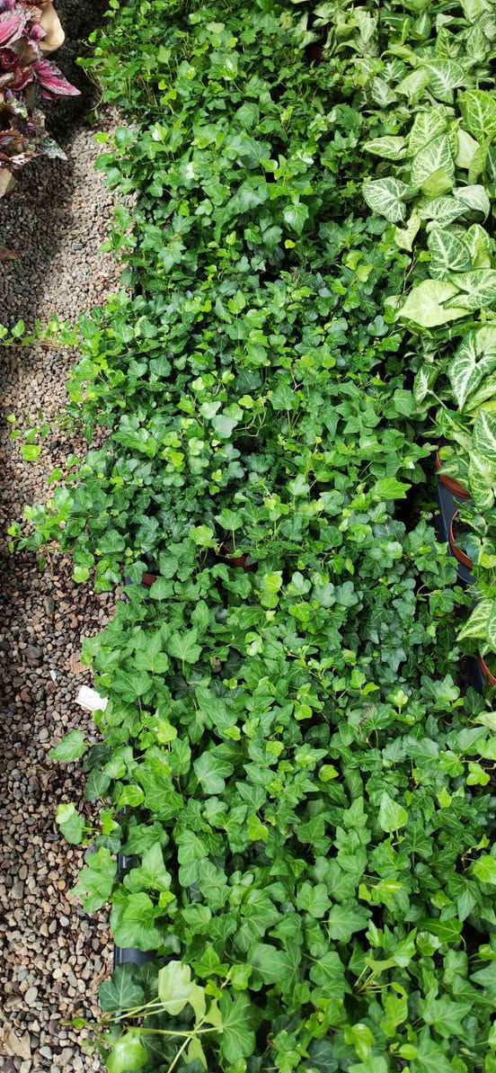 اليوم🍃 ذوقك يبان من تفاصيل بيتك…
خلّي النباتات تحكي عنك 🌿
🌼 نباتات مختارة بعناية
🌱 مناسبة للبيت والمكتب
✨ جودة + سعر مناسب
📲 للحجز والاستفسار:
***********
💬 راسلنا خاص أو واتساب واحجز نبتتك اليوم
