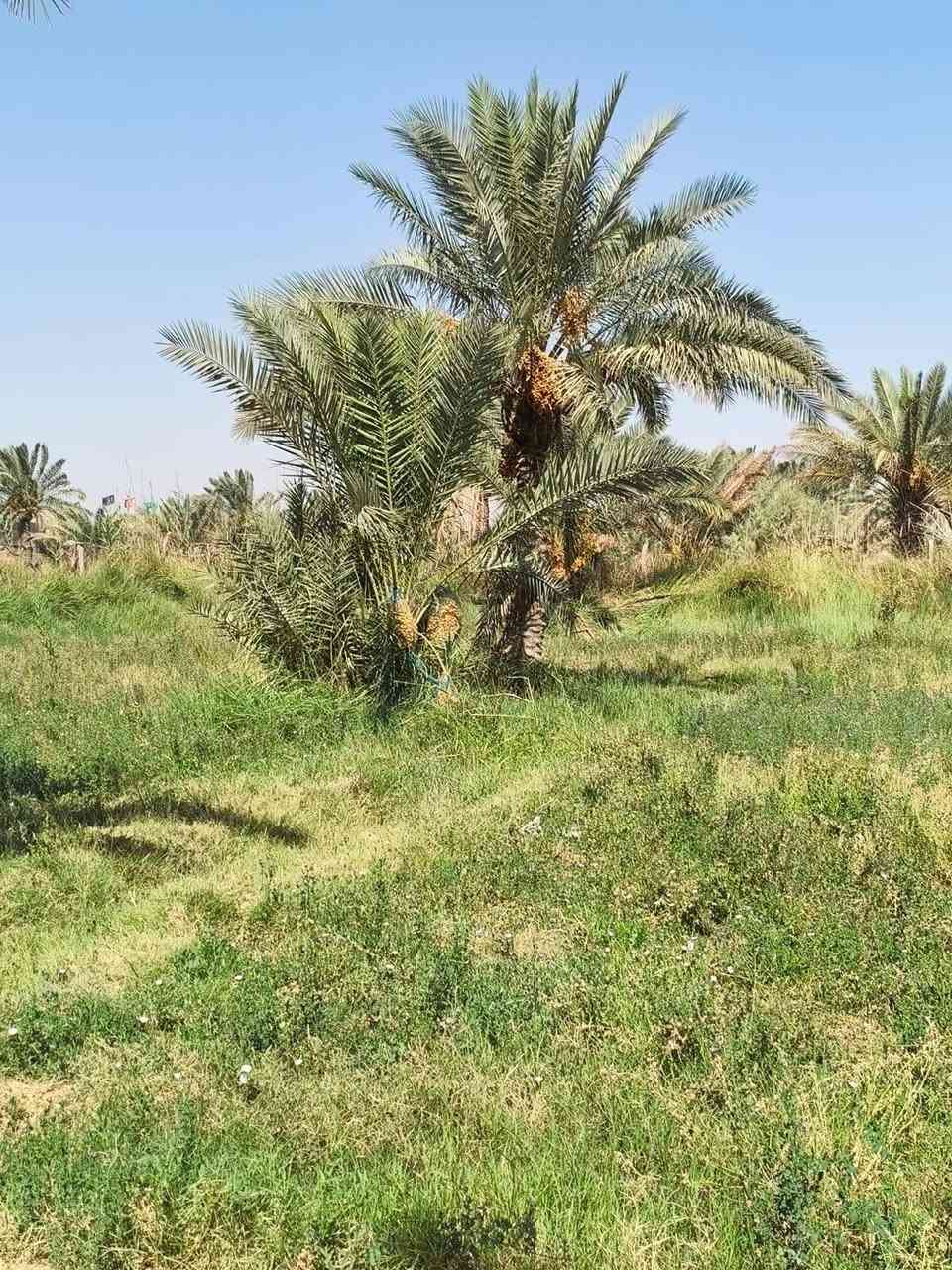ارض زراعيه 18دونم عقد 35 تحتوي اكثر من 300نخله مختلف الانواع ع طريق الدغاره باقي التفاصيل ع الخاص
***********
