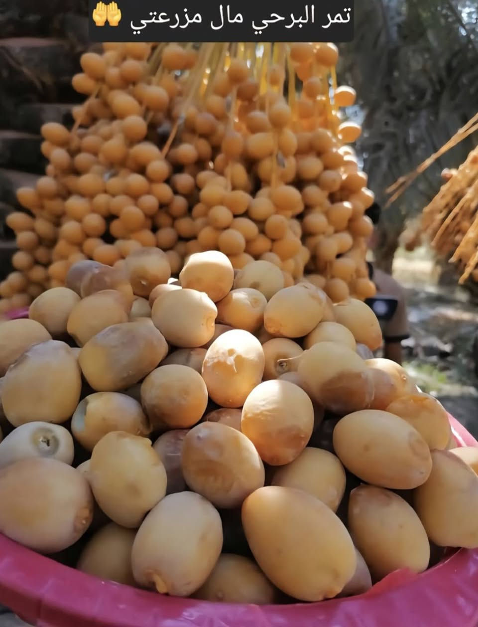 ((يتوفر لدينا)) برحي حر.. سعر (100) الف 🌴🤲 .مخليلك عثك حته تتأكد من الصنف .(التميمي رقم واحد بلعراق للبرحي الحر  .🌴🤲🫡  ))
وصل ضمان للثمر يضمن حقك وحقي . 🤲🫡
وهاي امانت الله ورسوله 🤲🫡 
.تكدر تجي كل الهله بيك متكدر تجي نوصل النخل الباب البيت يوجد كادر مختص نقل وشتال وتجهيز المزارع ودوائر دوله 🌴🤲🫡
التميمي خادم الإمام الحسين وأهل  البيت(ع) مزرعت الإمام الحسين(ع)🤲
(*********** )/واتساب أو اتصال 🤲
أنسب ( ألاسعار ) يم / ( التميمي )🫡🤲 
سعر الفسيله البرحي الحر (100)الف 🤲 
(((العدد مفتوح )))🫡🤲🌴
((أكل واشلع ولاتظل خمس سنين تقلق))
(*********** )/واتساب أو اتصال 🤲
أرخص واحد ابيع بسوك اني خلي الفقير ولماعنده يشتري الميعجبه يعبر المنشور مزرعتي وبكيفي ابيع 🫡🤲 
مزارع  الإمام الحسين (ع)🤲 
(((قاهر لسعار))) 🫡🤲🌴
والنخله صدقه جاريه في كل مكان . 
((أبو الفقراء اني ٠🫡  ))
توصيل موجود  حته لو وحده توصيل يوجد كادر مختص نقل وشتال وتجهيز المزارع ودوائر دوله تريد تجي مليون هله بيك وصل ظمان للثمر . نصيحه احسن وكت شتال حالين الي ميعجبه يعبر المنشور مزرعتي وبكيفي ابيع 🫡
اخوتي الأعزاء السلام عليكم ورحمة الله وبركاته تتوفر فسائل برحي حر حر حر من برحي أبي الخصيب 🤲🌴
🤲ياشيعت علي (ع) التقو الله وي العالم بسعار النخيل تره اكو عالم ماعده مكانيه تشتري نخل الي يشتغل عماله ولي عنده رعايه شوفو الناس الله يشوفكم الطمع مو زين والفلوس وصخ دنيه تره تاليتك بحفره كبرهه متر متاخذ وياك بس اعمالك وجفن لابيض  وشكبرهه من واحد يترحم لهلك وابن الخير بين تره / نزلو السوك متخسر شي اذا بعت البرحي ب(100)الف /أو نطيت ثواب لهلك او بثواب الإمام الحسين وأهل البيت                           
.(العنوان واسط). 
مزارع التميمي للنخيل البرحي 
(***********)/واتساب أو اتصال ومن الله التوفيق 🤲 ((ابو الفقراء )).
