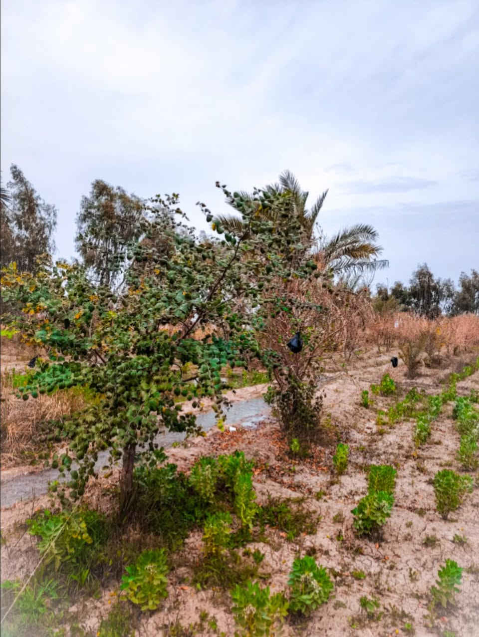 السلام عليكم
.دونم و 400 متر مزروع بأجود انواع التمور والحمضيات ومحاط بأشجار الكالبتوز المنظر كلش حلو والاجواء ترد الروح
.اطلع من جو المدينه وعيش حياة الريف اللطيف
 • طابو زراعي سند 25
.بأسمي تحويل مباشر
.سعر الارض( 85 )مليون وبيها مجال
.الموقع / بابل _السياحي _منطقة الدولاب_ قريب ع الامام احمد الشواي
تبعد ع الامام 500 متر وعن مركز المدينه 7 كيلومتر
هيج مكان وبهذا السعر وقريب ع المركز ماتوقع تحصل احلى من هذا العرض فكرلها صح وتعال شوف
للاتصال ***********
