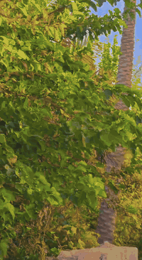 السلام عليكم بستان للبيع في كربلاء المقدسة الإبراهيمية واجه88 م نزال 45 م
معا بيت بناء طابوق مسلح 200 م
وبقطعتين مدفونة 200 ب200
ومع حديقة 60 م
 عدد نخلة 70حمال ونشو 
حمضيات مشمش وكوجه ونارنج ورمان وسفرجل وزيتون وتفاح وتكي وتين ولنك الدنيا
معا أشجار حمضيات 
سعر650ميليوان وبي مجال
 طابو زراعي سند25
 الاتصال علي ***********
