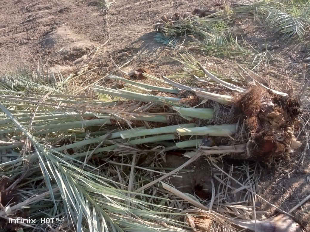 يوجد فسايل زهدي للبيع مثل ما تشوف كدامك حيل كبار 

السعر 15الف 

***********
