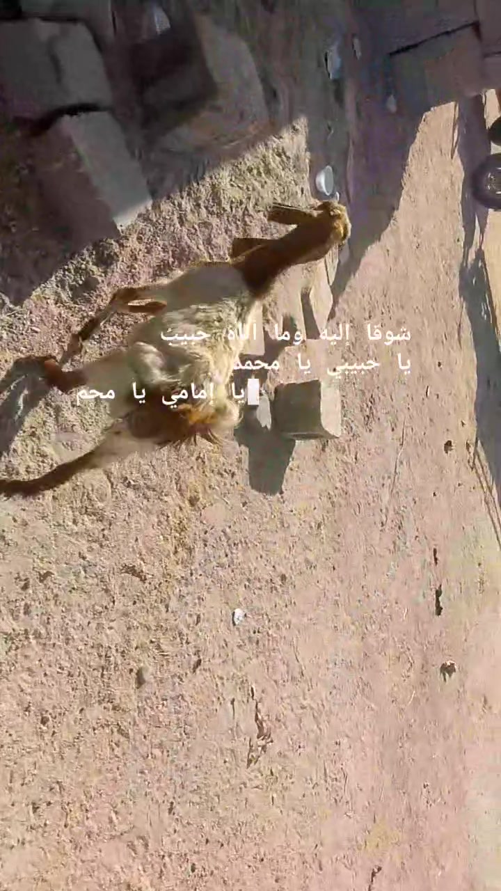 يا الله خوان اسمع تفاصيل اكثر والا تسلني على نوعيتها كما مقطع الخير صخول نثيه وفحل صاحيات شرط الصحه وسالمات من كل عيب مكفول كافت شروط الجني مالات بيت وين راحوا جنايه على باب الله سعره بلاش ثنينهن 350وبيهن مجال بسيط وهاي صخله الحاله نثيه صاحبه شرط الصحه سعره 80الف قفل من الخير المكان البصره الزبير وشراي يتصل بلخدمه بيه وتساب موجود ***********خوان تفاصيل اكثر خاص والا يوجد حجز
