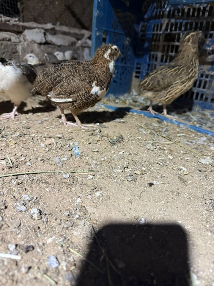 للبيع سمان ياباني عندي هسه بده يبيض وعندي بعد مامبيض الزوج 6 مكاني صلاح الدين
***********

***********
