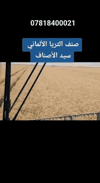 تعلن شركة السنابل الذهبيه عن وصول مغلفات صنف الثريا الألماني  •صنف عمر...