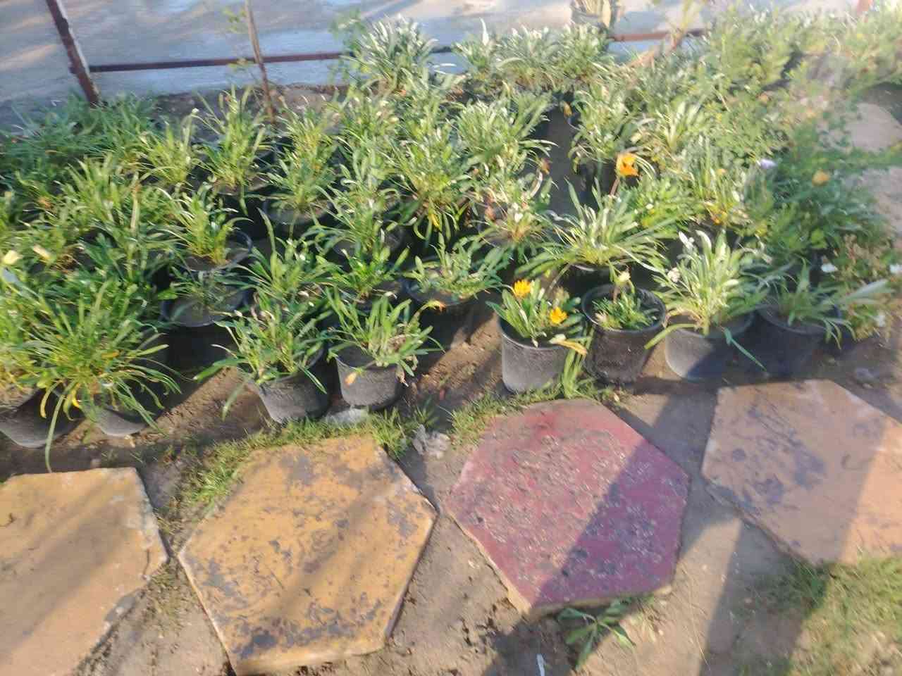 بسم الله الرحمن الرحيم وصلت الوجبه الجديده من النباتات والورود الموسمية والبتموس والسماد الحيواني والحمضايات والعرموط والمشمش والكوجه بنوعيه رقم الحجز *********** ويتوفر توصيل ايضا نورونا في مفرق السده مجاور المستوصف البيطري
