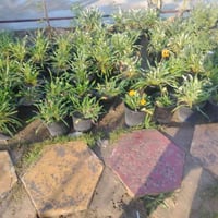 نباتات وورود • بتموس • مفرق السده