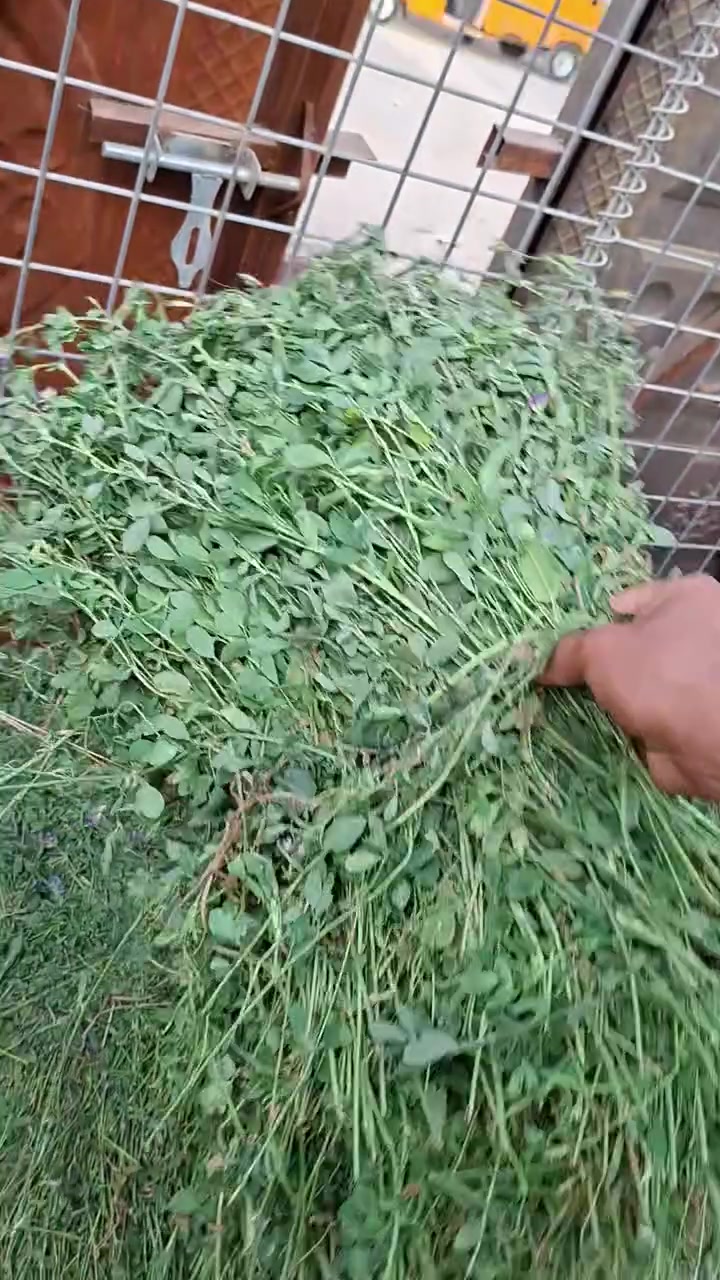 سكلة ابوحسن السويعدي شارع الشمري


**إذا كنت صاحب هذا الإعلان وتريد حذفه لأي سبب، رجاءا أرسل رسالة إلى الدعم الفني**