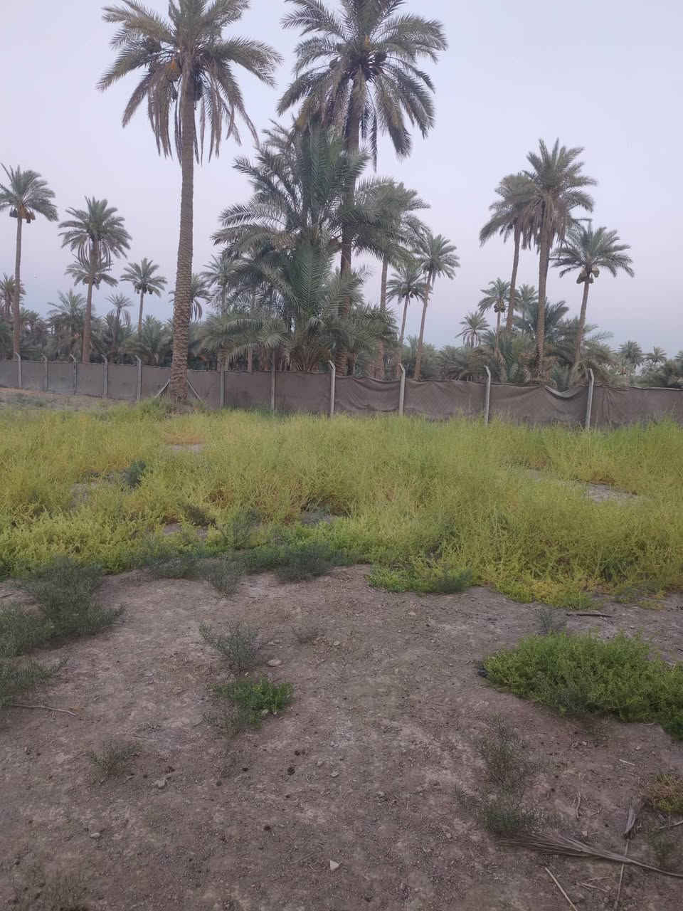 قطعه مساحتها 600متر
قرب سيد محسن كريطعه
القطعه فرعيه
طابو زراعي سند25

مكتب وعقارات الوارث
***********
