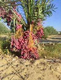 فنون الزراعه والمقاولات العامه تجهيز المزارع والبساتين وكادر صواعيد نخ...