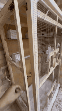 ئەم قەفەزە بۆ فرۆشتن زۆر کەم بەکار هاتوە هەمووی سکەیە دەتوانی هەڵێ بوەشێنتەوە دوبارە دروستی بکەیتەوە بەداری ڕوسی دروست کراوە بە تەلی BRC ڕو پۆش کراوە ، دەتوانی  بڕۆیتە ناو قەفەزەکەوە  بەئیسراحەت دەست کاری ناوی قەفەزەکە بکە یت ،  ژێرەیەکی تۆکمەی بۆ دروست کراوە ، نرغی 100 هەزار و مەعامەلە شوێن کلار ، ***********، ***********
