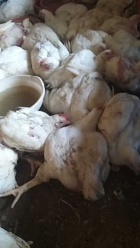 دجاج للبيع • دجاج • دجاج طازج • دجاج حي • دجاج وزن • دجاج جملة