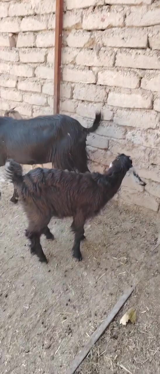 يا الله  صخله مطفل والدة 3 بطون وراهة نثياية 2 او كافزة صار 20 يوم صحة خير من الله سعر خاص مكان ديالى تقاطع الوجيهية هاذة رقم ***********
