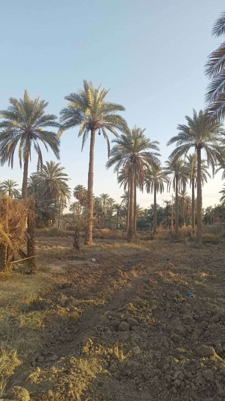 السلام عليكم خمسه دونم لبيع سند25 موجود كافت  الخدمات العنوان كربلاء قضاء طوريج.ام الهوه السنيه اتصل على *********** او المراسله على الصفحة لبقية التفاصيل
