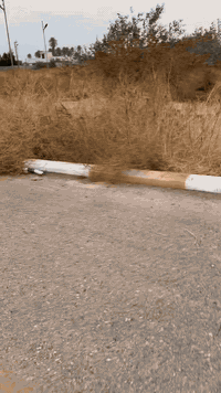 ارض • بغداد • ٥٥م