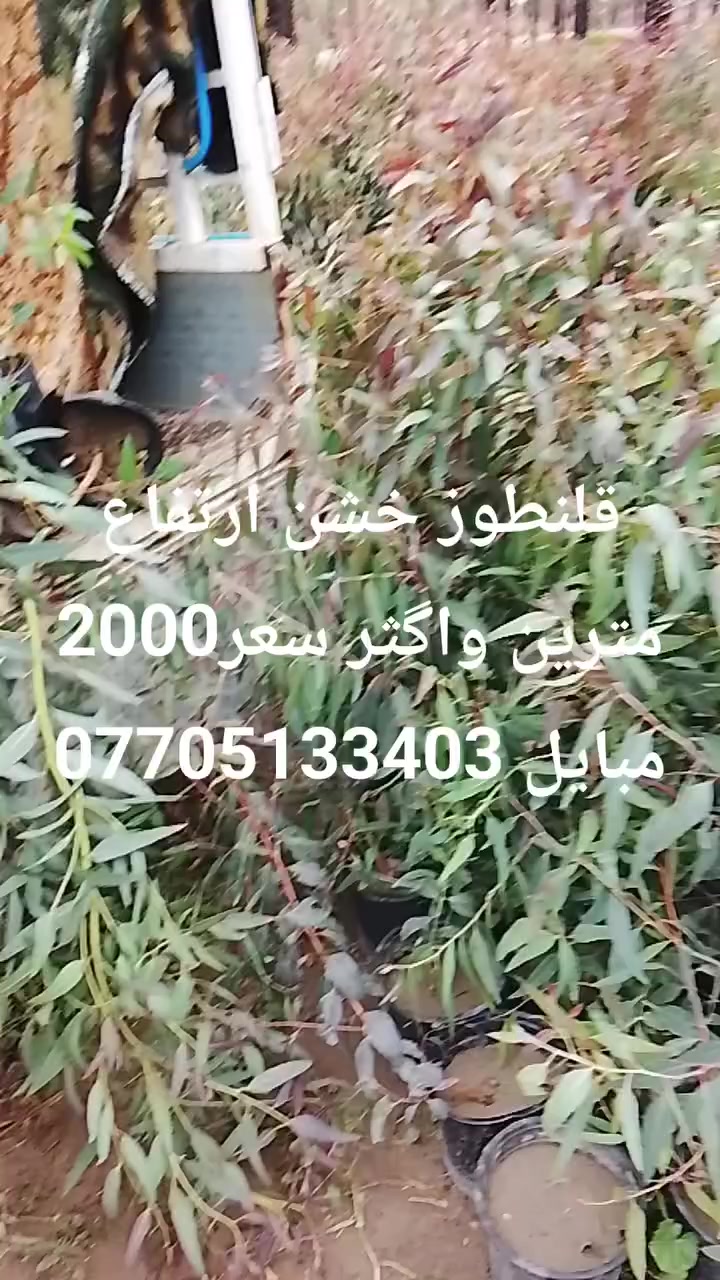 سلام عليكم قلنطوز خشن ارتفاع مترين واگثر حايل سعر 2000


**إذا كنت صاحب هذا الإعلان وتريد حذفه لأي سبب، رجاءا أرسل رسالة إلى الدعم الفني**
