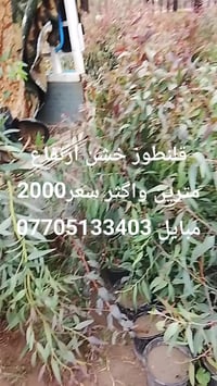 قلنطوز • ٢م+ • حايل