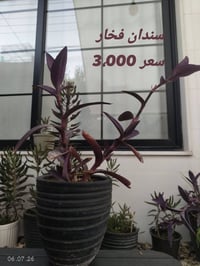 نباتات ظلية • سندانات زرع • مراكن اسمنتية • سندانات اسمنتية • مراكن زر...