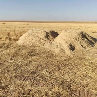 تبن • درجة أولى • ٤ وياهن