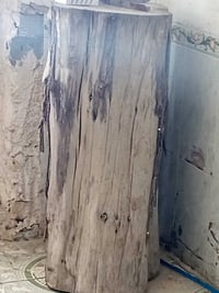جذع قصابية • ضخم • الجاير