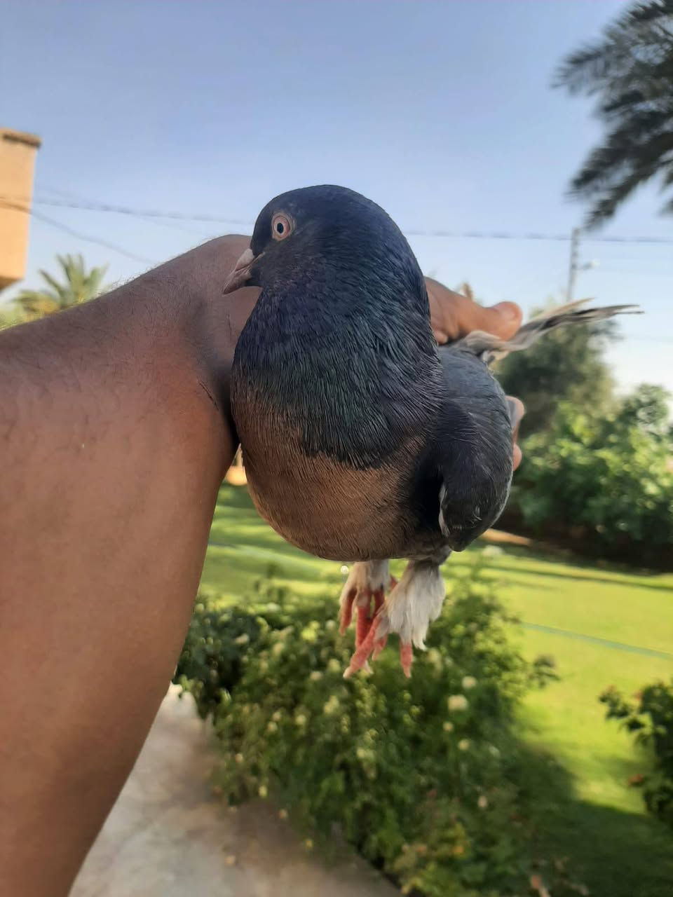 السلام عليكم متاح فحل شمعي شرط لعب عنوان تكريت قرية المحزم سعر 10وبي مجال بسيط ***********
