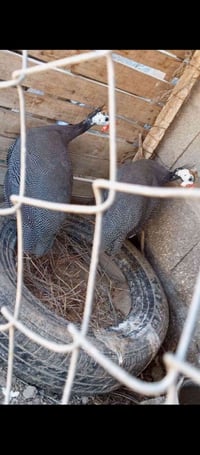 مطلوب • إناث • قبج