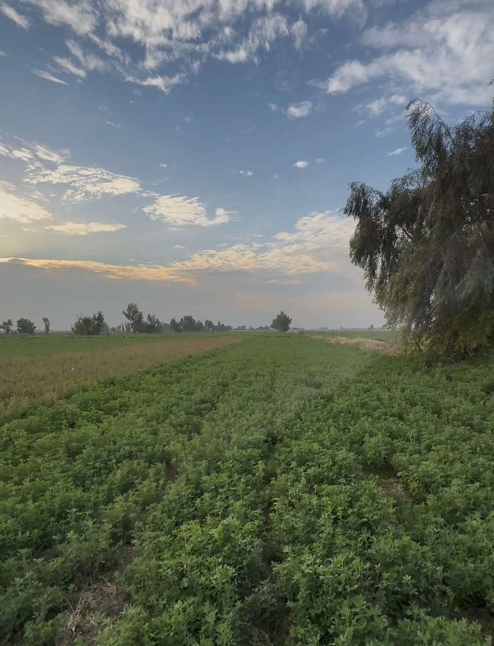 الدونم بلاش سعر الدونم 8 مليون طابو زراعي سند 25 حق التصرف سند مستقل 27 دونم
تاخذ 2500 صافي ماتدفع فلوس حين تروح لتسجيل العقاري تفتح بيان خدمات خير من الله كهرباء وماء سقي وماء اسالة موقع الأرض إلى موضح بالتصوير العنوان سبع البور ذراع دجلة العيساويه تبعد عن مرقد بنات الحسن 10 دقايق
عن بغداد 40 كيلو
*********** +واتساب
*********** +واتساب
*********** +واتساب
