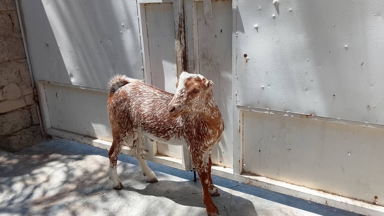 السلام عليكم 
جدي فول مفول غزال يرهم ذبح ويرهم فحل 
يطلع بل 10كيلوات اكثر شويه سعره 225قفل 
مكاني تكريت القادسيه قطعه خمسميه 
***********
رجاءاً الموشراي لا يعلق ولا يتعبني الله يرحم والديكم
