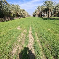 واسط الحفريه شويفي • أراضي طابو وعقد • معه بيت