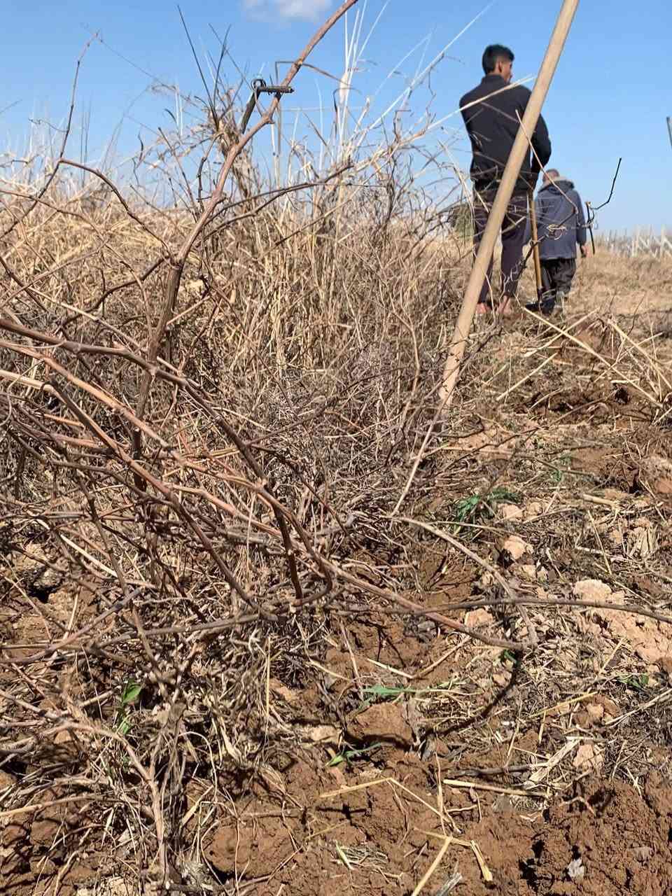 يوجد لدينا شتلات عنب حلواني فرنسي رئاسي اسود بلد كمالي زيتوني
شرط العود الواحد احجام كما موضح بل صوره
للاستفسار ***********
