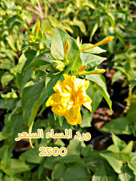 بفظل الله وبركاته توفرت عدنه جميع النباتات المزهراء 

الدائميه  كل صوره وجواها السعر توجد خدمه توصيل 
***********
