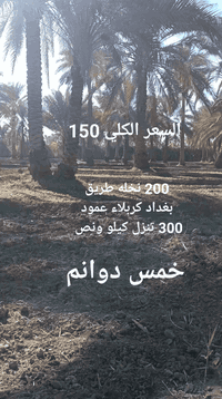 #السعر الكلي 150 مع المجال 
خمس دوانم 200 نخله طريق بغداد كربلاء عمود 300 وتنزل كيلو ونص كهرباء ماء اساله عرض الشارع اربعين متر تنزل من الشارع عشر مترات باقي التفاصيل اتصال ***********
***********
