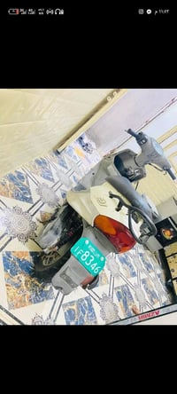 بيجي • فحل • ابيض