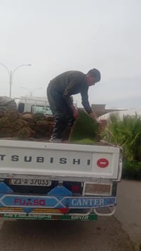 ثيل هندي • حمضيات • بلد