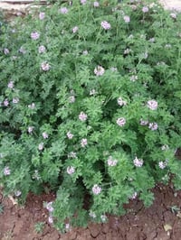 عطر • ٢ سندانه • توصيل مجاني
