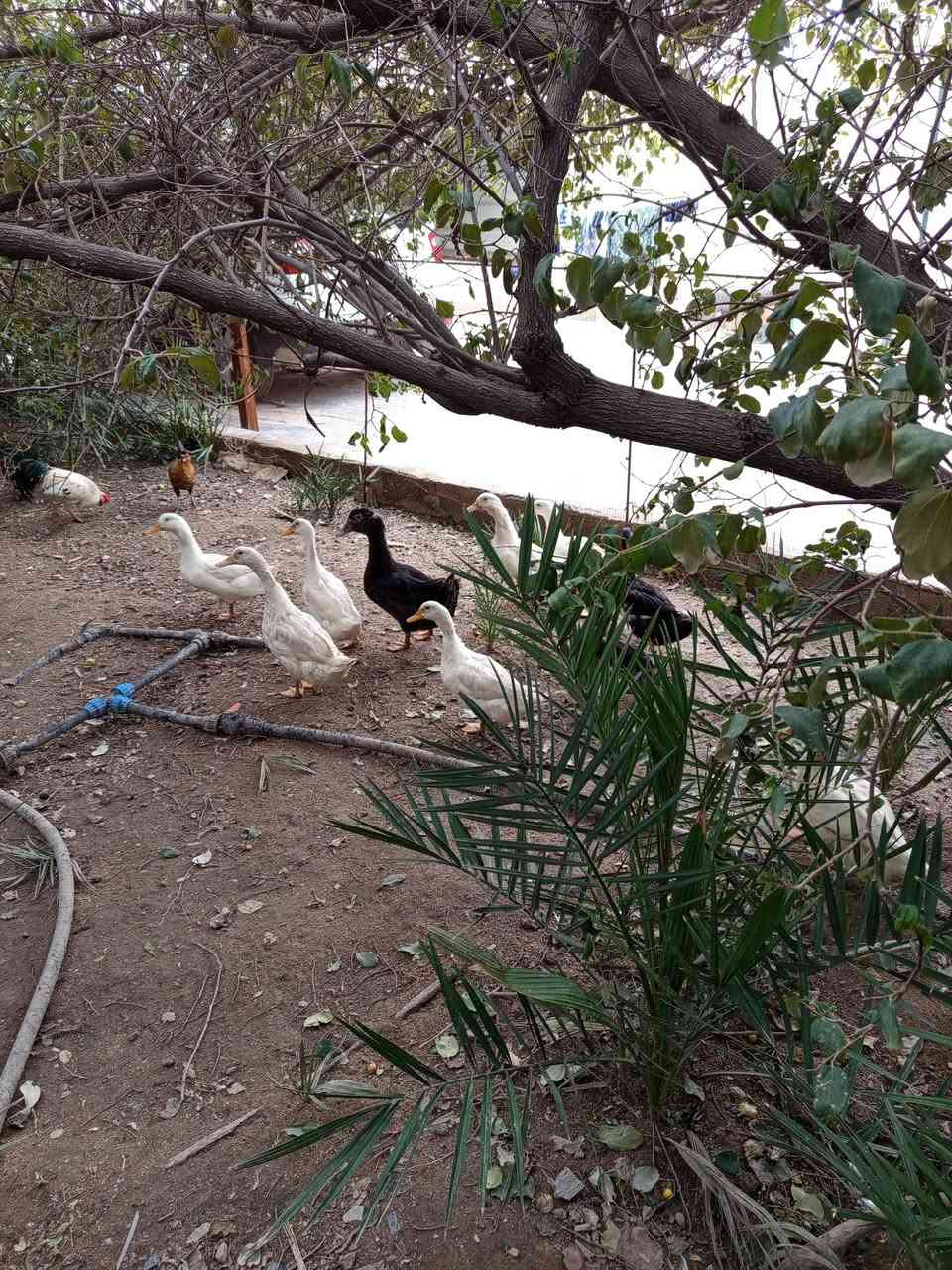 عندي 9 بشوش سعر الزوج 15 الشعيبه


**إذا كنت صاحب هذا الإعلان وتريد حذفه لأي سبب، رجاءا أرسل رسالة إلى الدعم الفني**