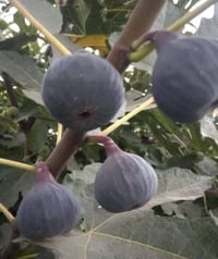 تين بني مسلم • كربلاء الحسينية • توصيل للكميه