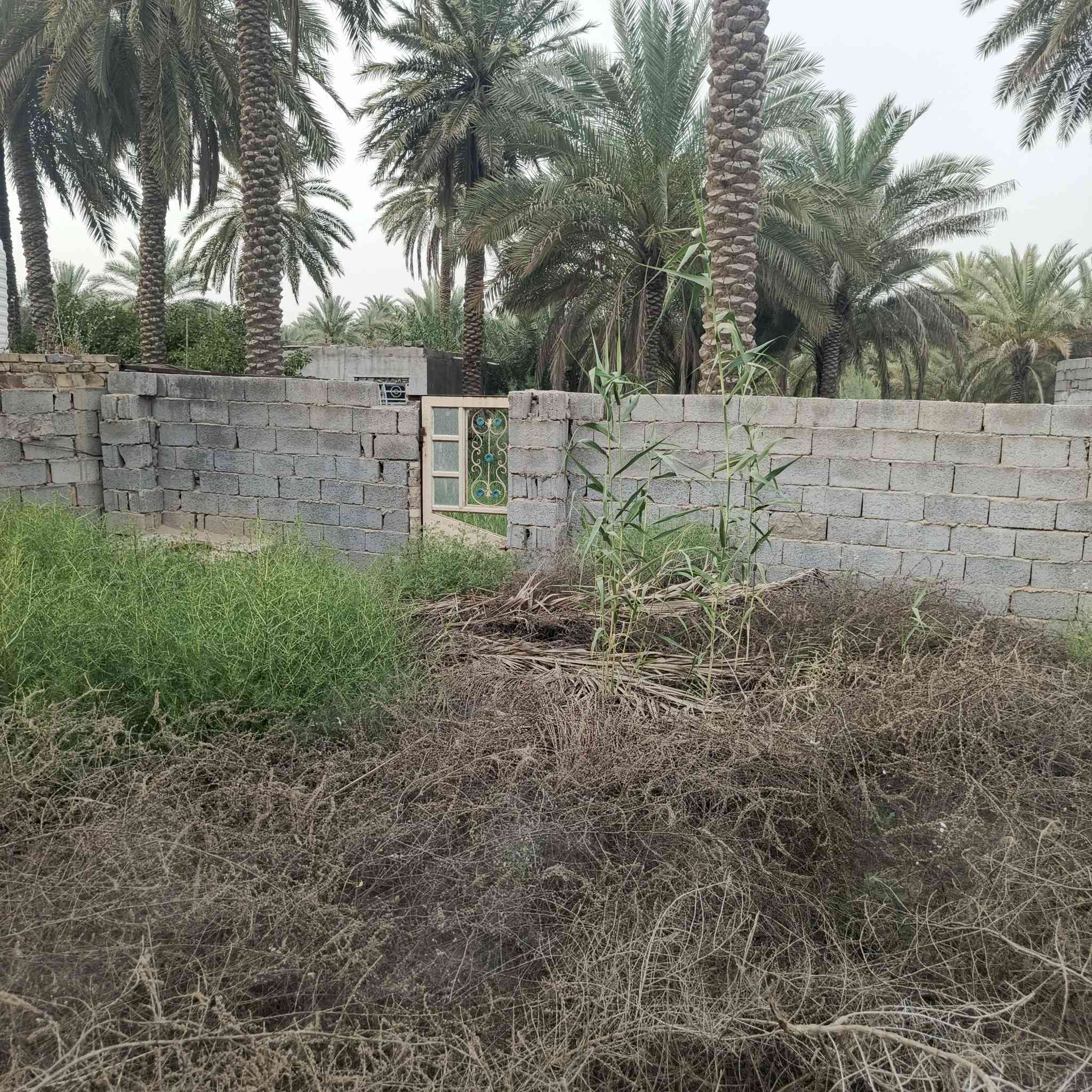 مزرعة مساحة 2000 م سند 25 تحتوي على دار  مساحة 300 م يحتوي على كراج مع حديقتين امامية وخلفية مع استقبال مع كلدور مطبخ هول مع غرفتين نوم صحيات خارجية وداخلية  تقع في محافظة كربلاء المقدسة عامود 140 منطقة البوعصيد السعر خاص رجاء للتواصل *********** مكلف بالنشر
