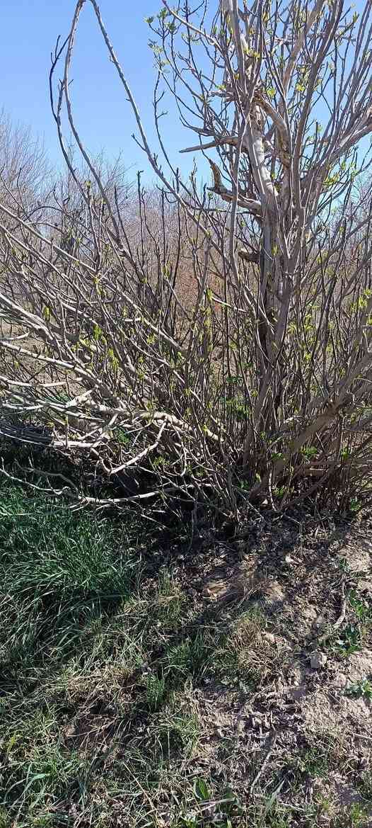 السلام عليكم 
متوفر بيش تين حسب الطلب وحسب الحجم 
متوفر كميات نوعية زينة تين الديرة 
وتريد تجي تشوف وتشلع بيدك 
سعر من الف 1000 وانت صاعد حسب الحجم 
متوفر ماسنجر واتصال *********** بي واتساب
مكان شهربان الهارونية
